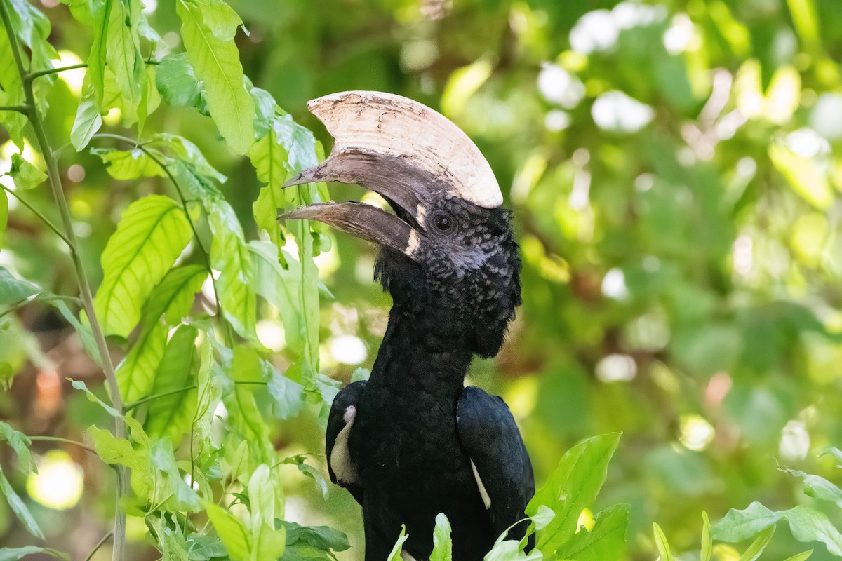 Trumpeter Hornbill - ML647821177