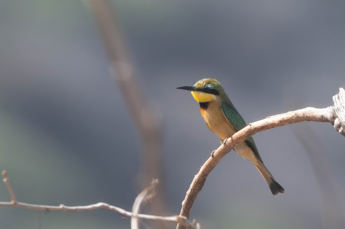 Little Bee-eater - ML647821183