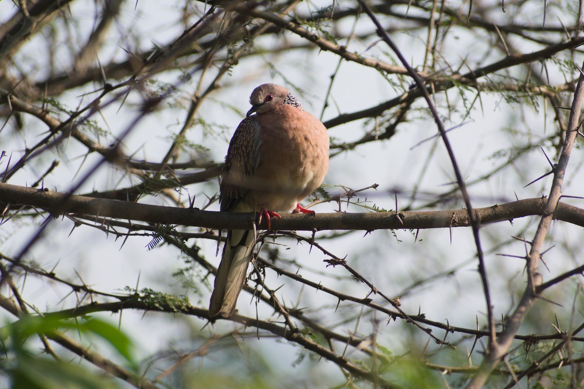 Spotted Dove - ML647821184