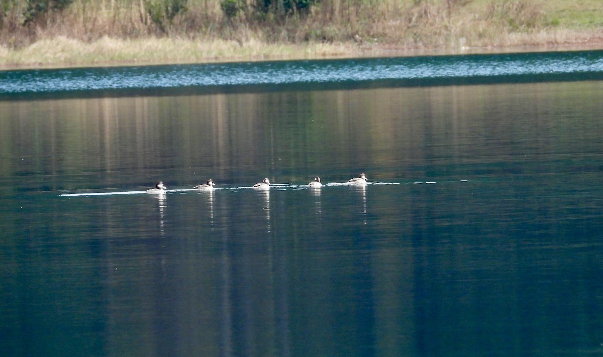 Büffelkopfente - ML647821192