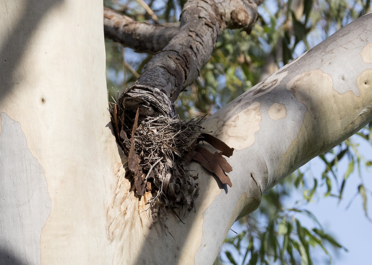 Tawny Frogmouth - ML647821193