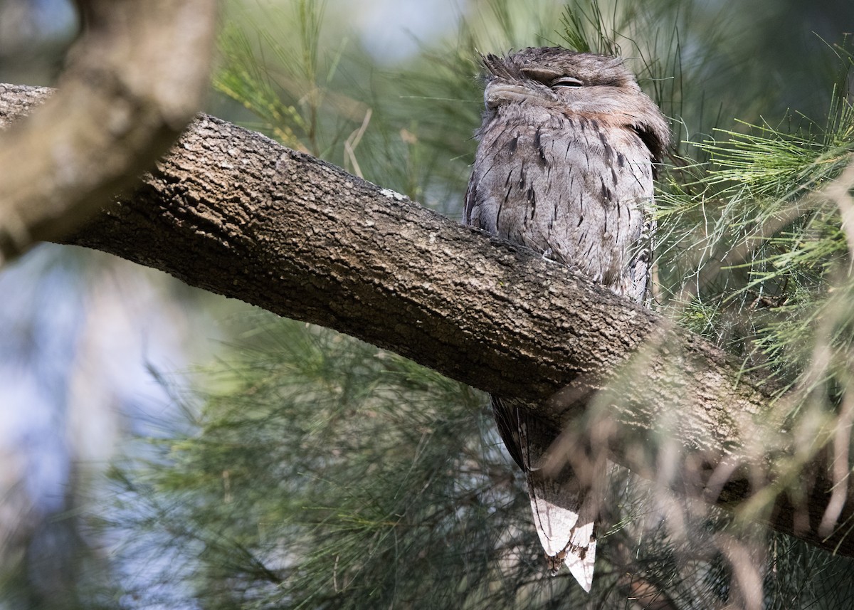 Tawny Frogmouth - ML647821194