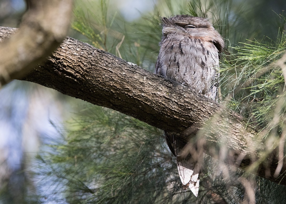Tawny Frogmouth - ML647821195