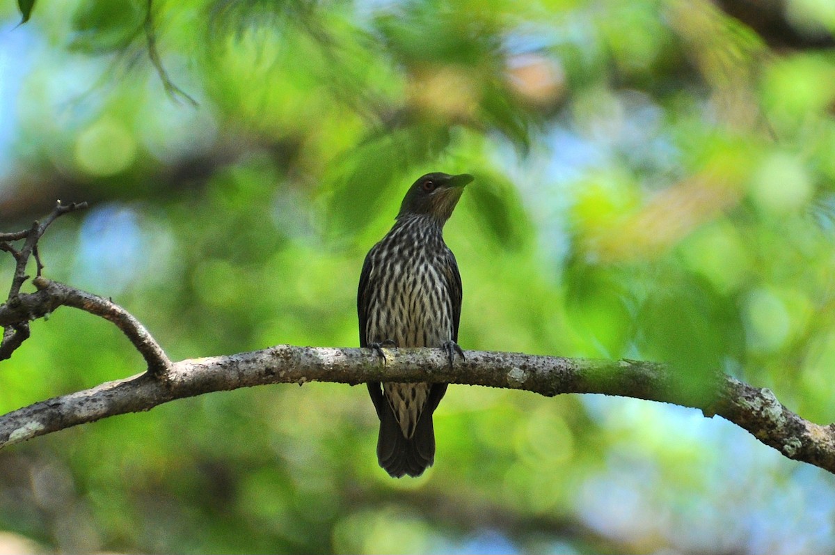 Asian Glossy Starling - ML647821225