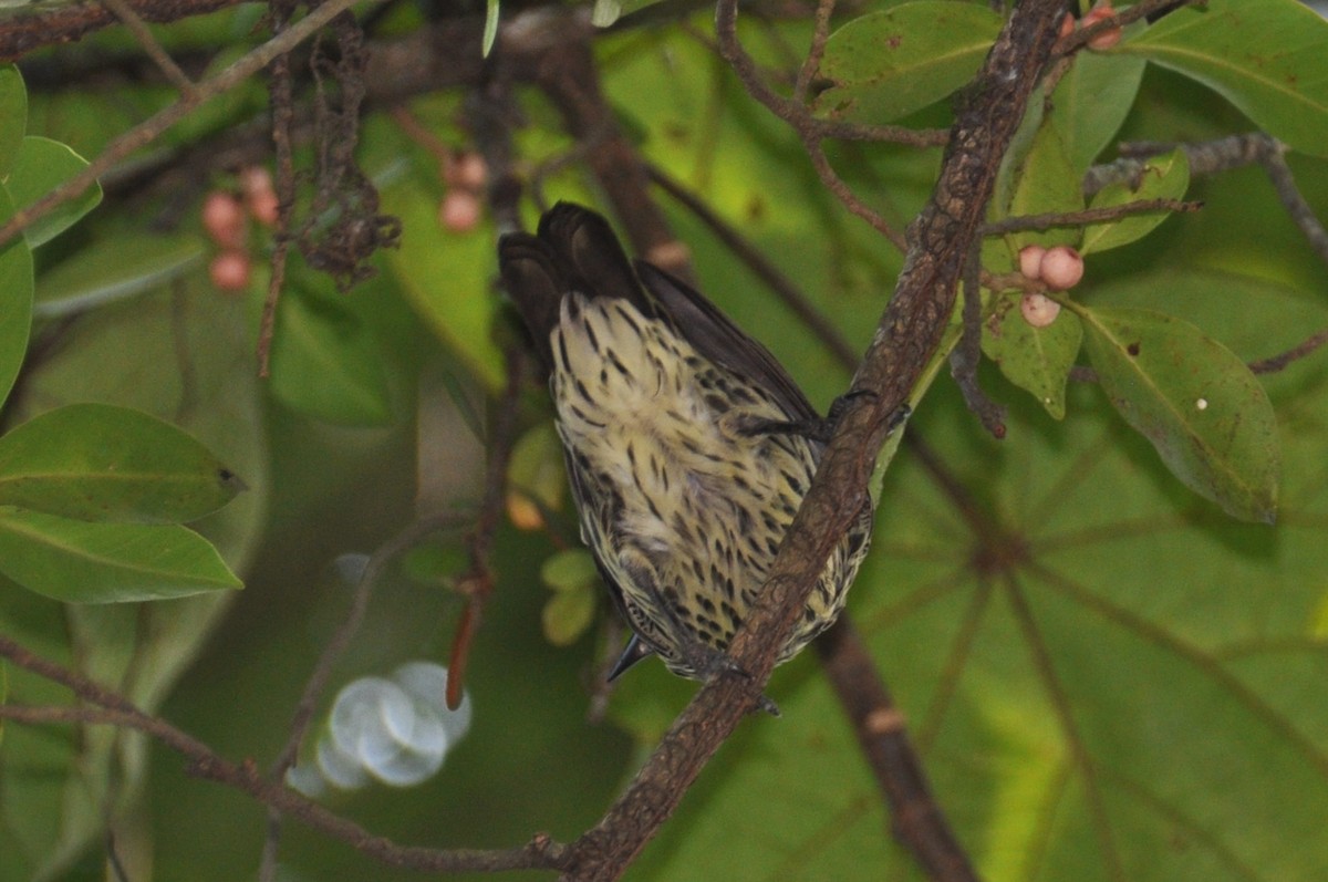 Asian Glossy Starling - ML647821226