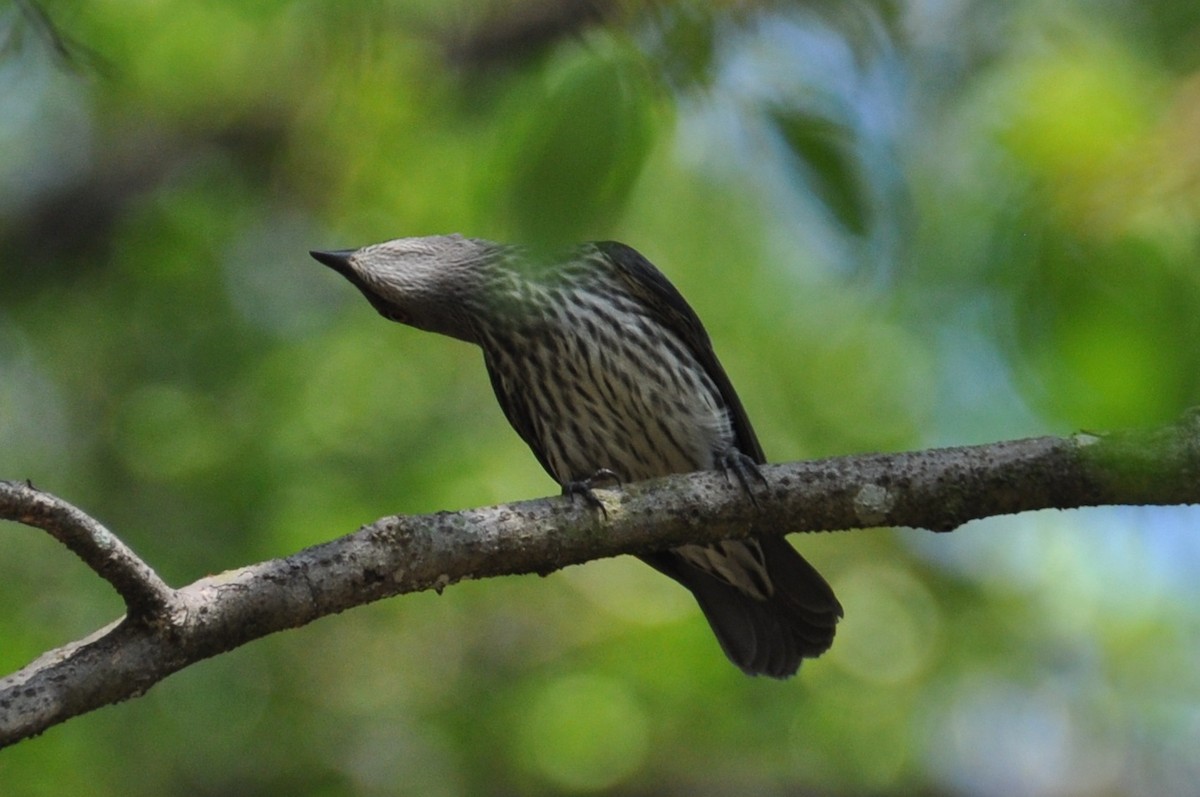 Asian Glossy Starling - ML647821227