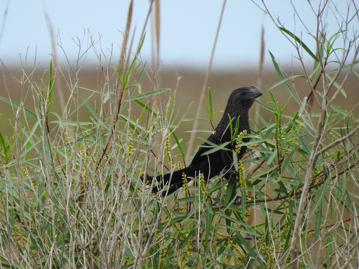 Ані товстодзьобий - ML647821234