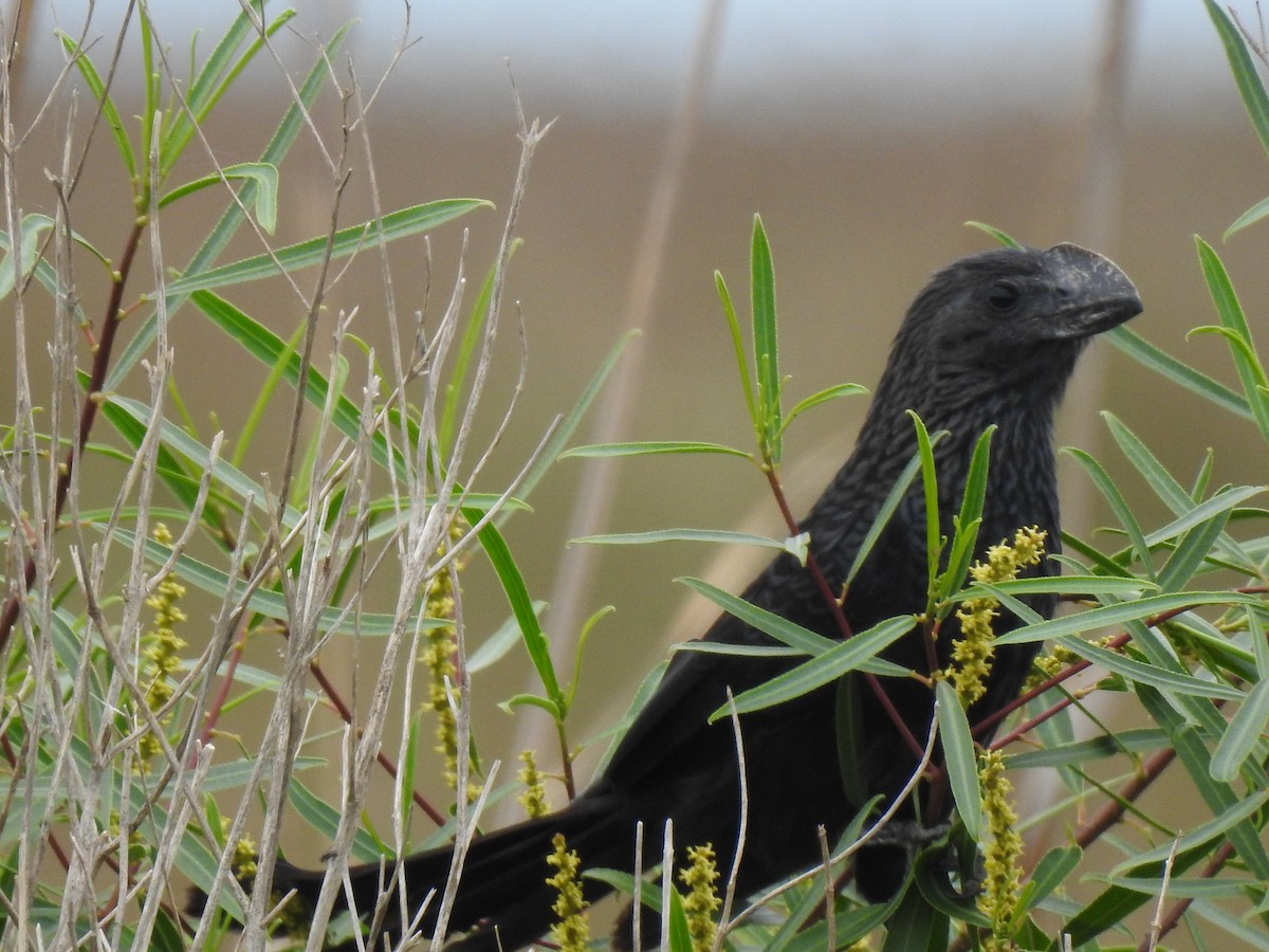 Ані товстодзьобий - ML647821240