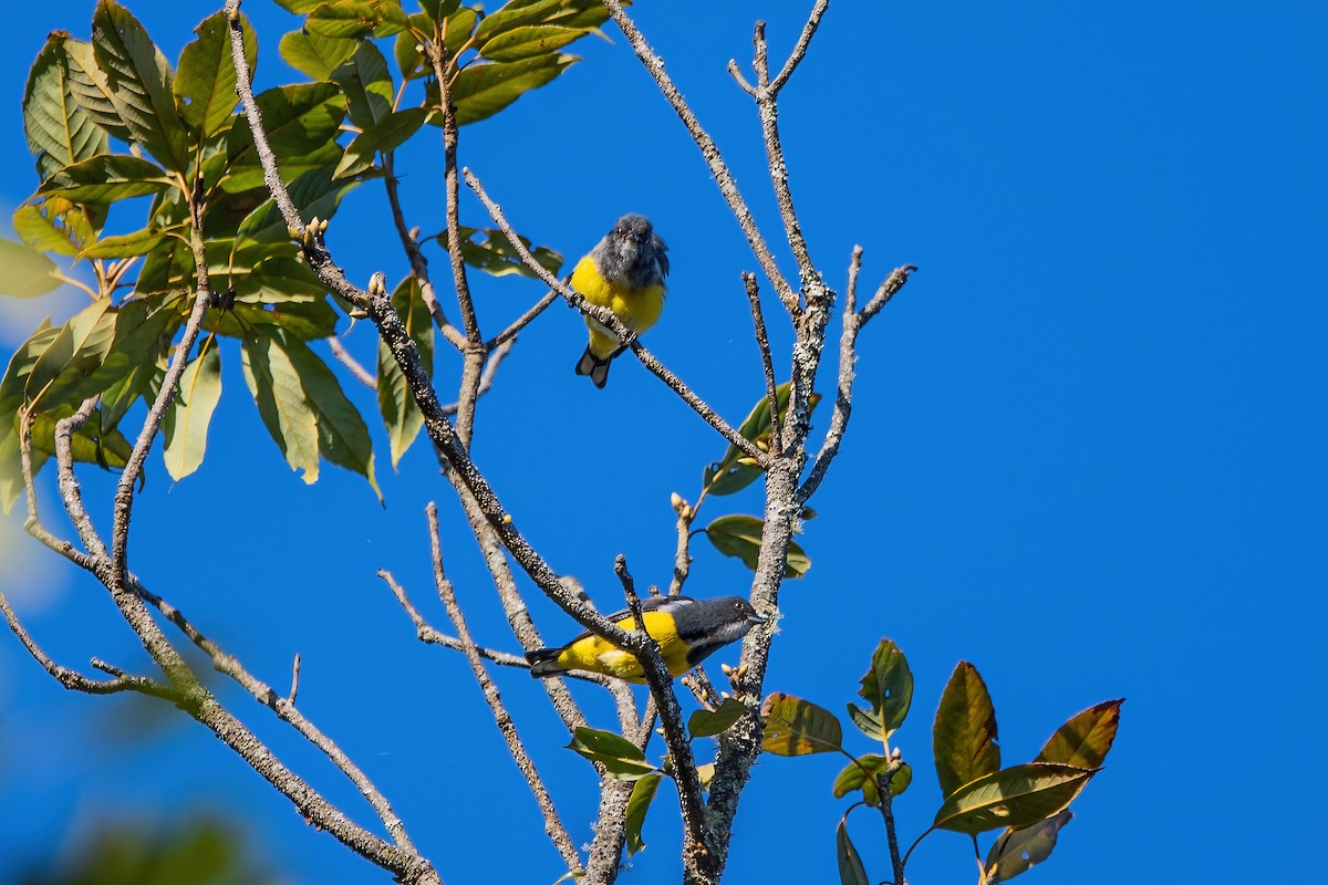 キバラハナドリ - ML647821247