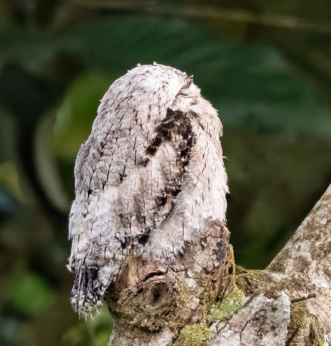Common Potoo - ML647821265