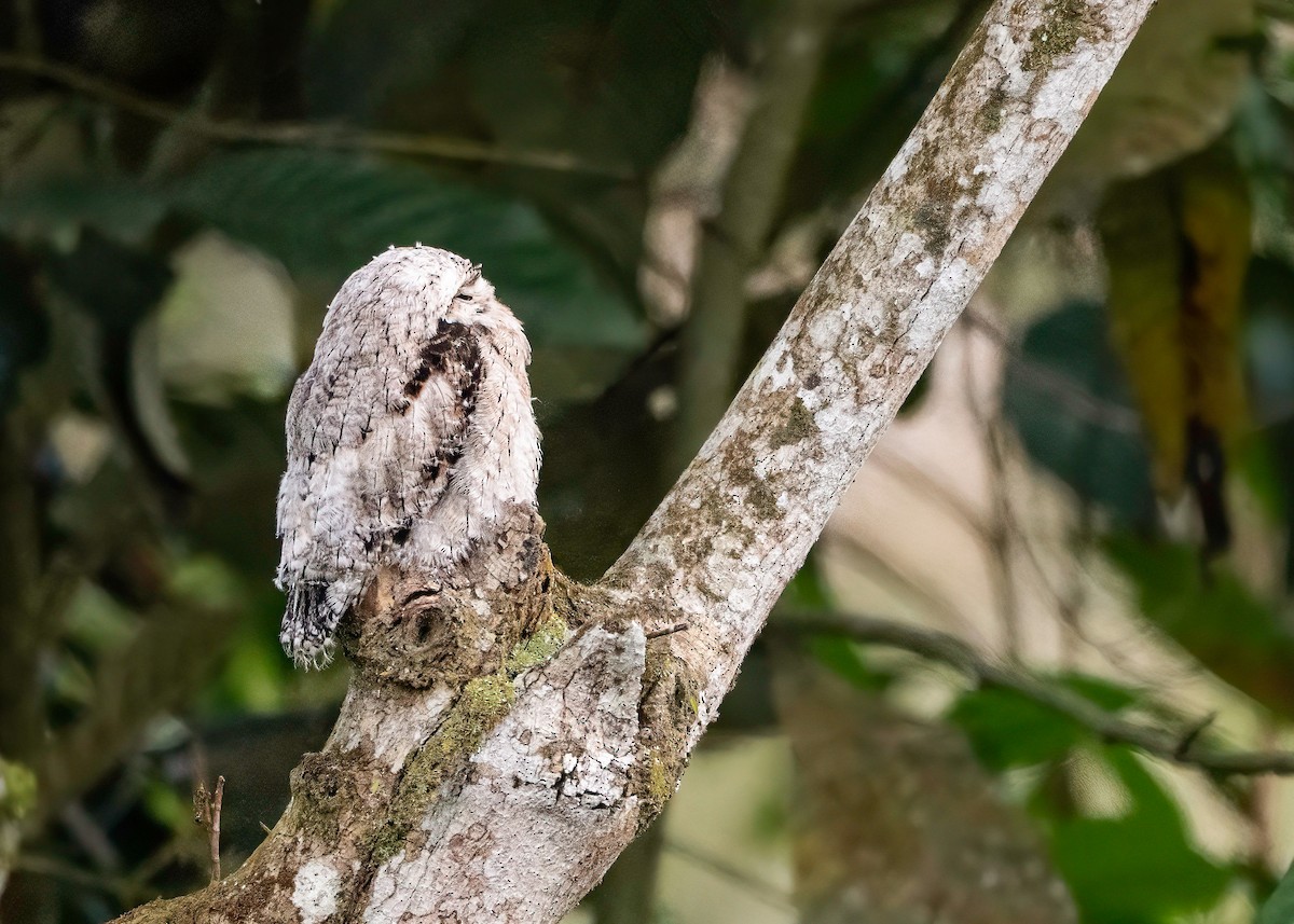 Common Potoo - ML647821266