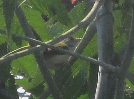 Common Tailorbird - ML647821301