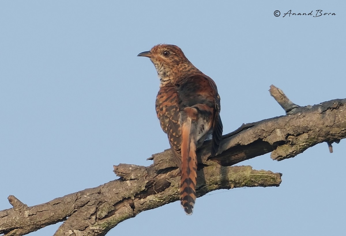 Gray-bellied Cuckoo - ML647821302