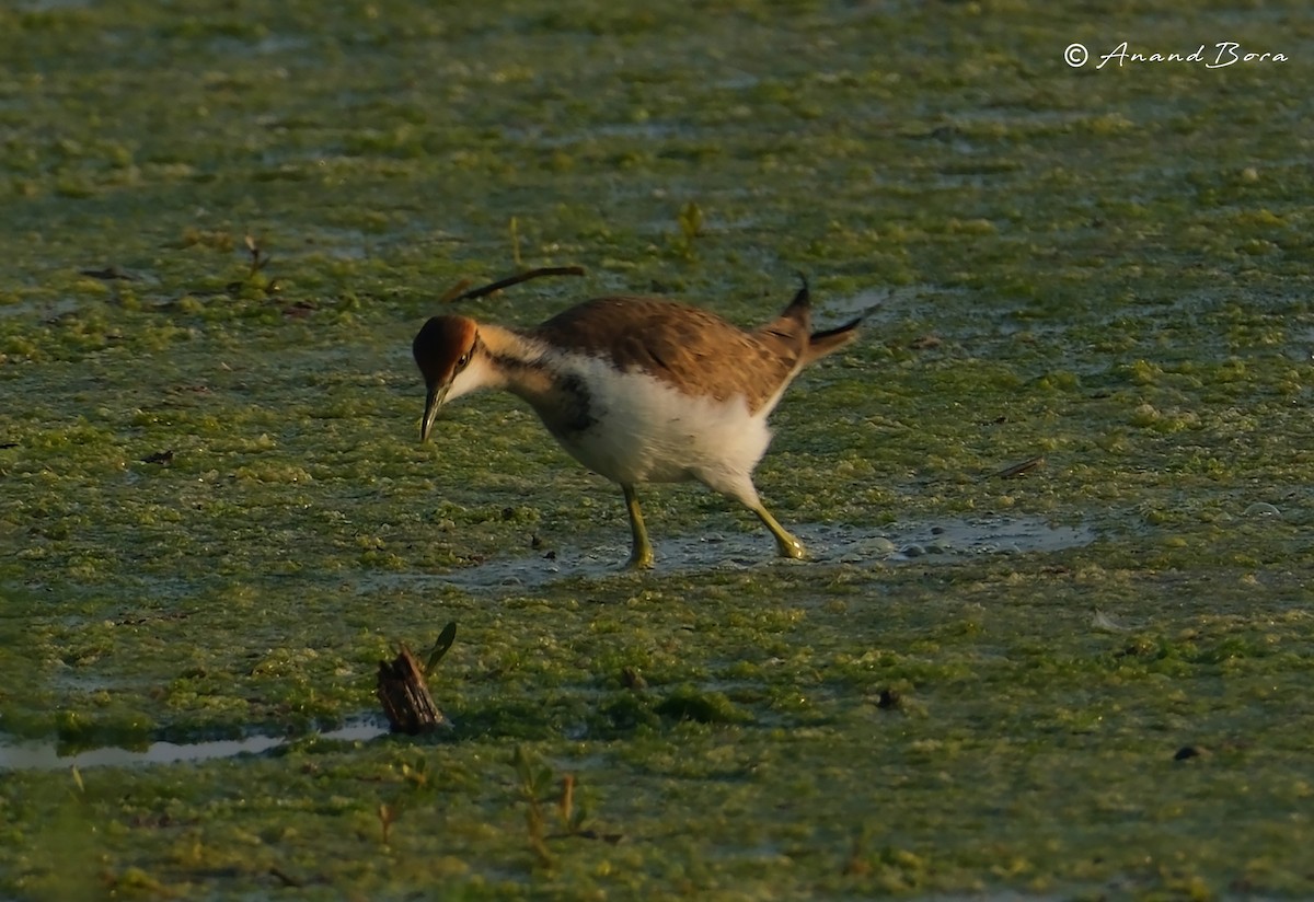 fasanbladhøne - ML647821314