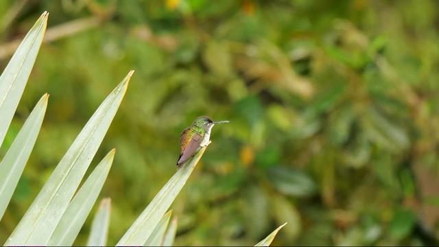 Andean Emerald - ML647821365