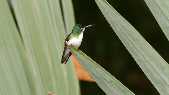 Andean Emerald - ML647821366