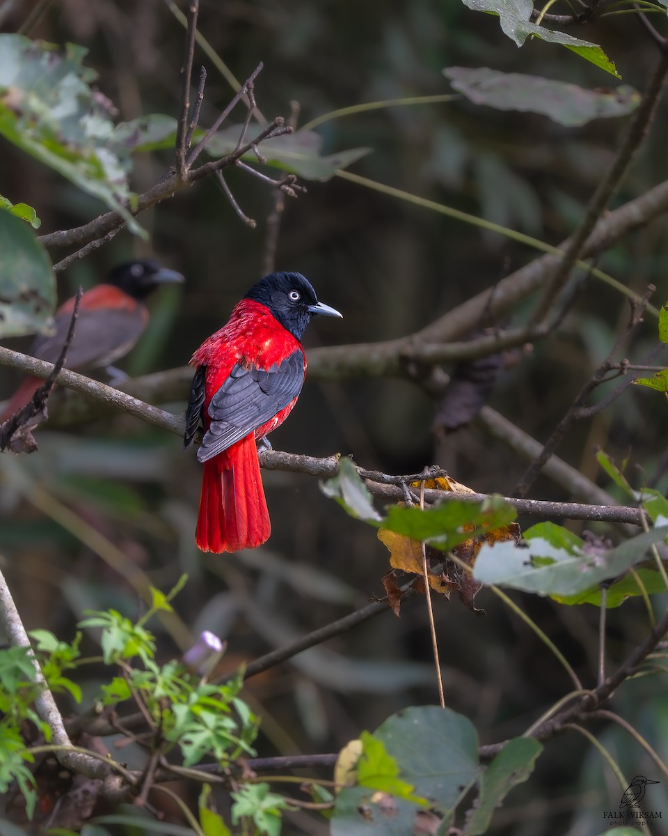 ヒゴロモ - ML647821383