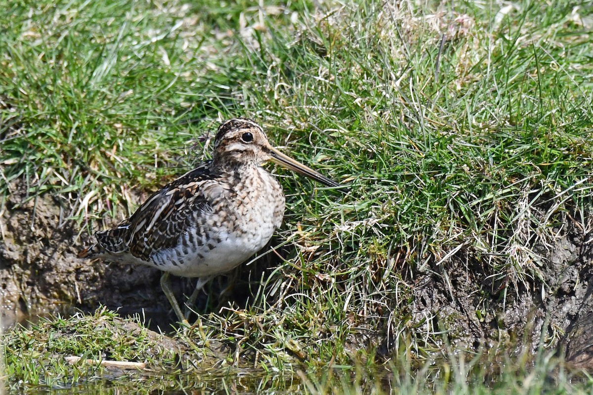 חרטומית ביצות - ML647821389