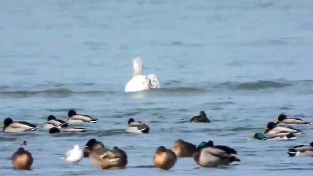Little Ringed Plover - ML647821390