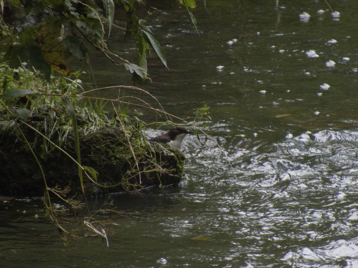 Mirlo Acuático Europeo - ML647821401