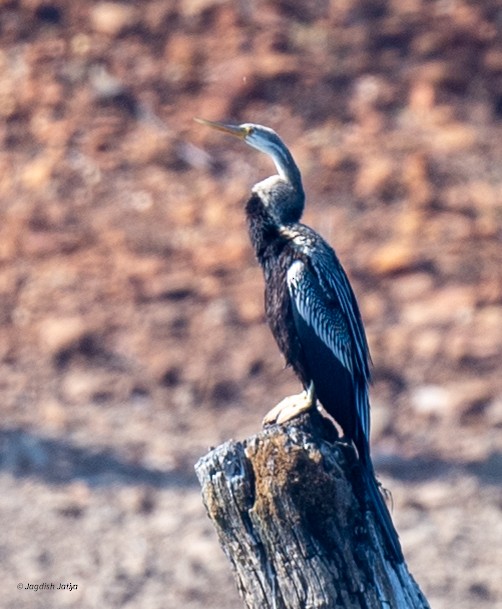 נחשון אסייתי - ML647821404