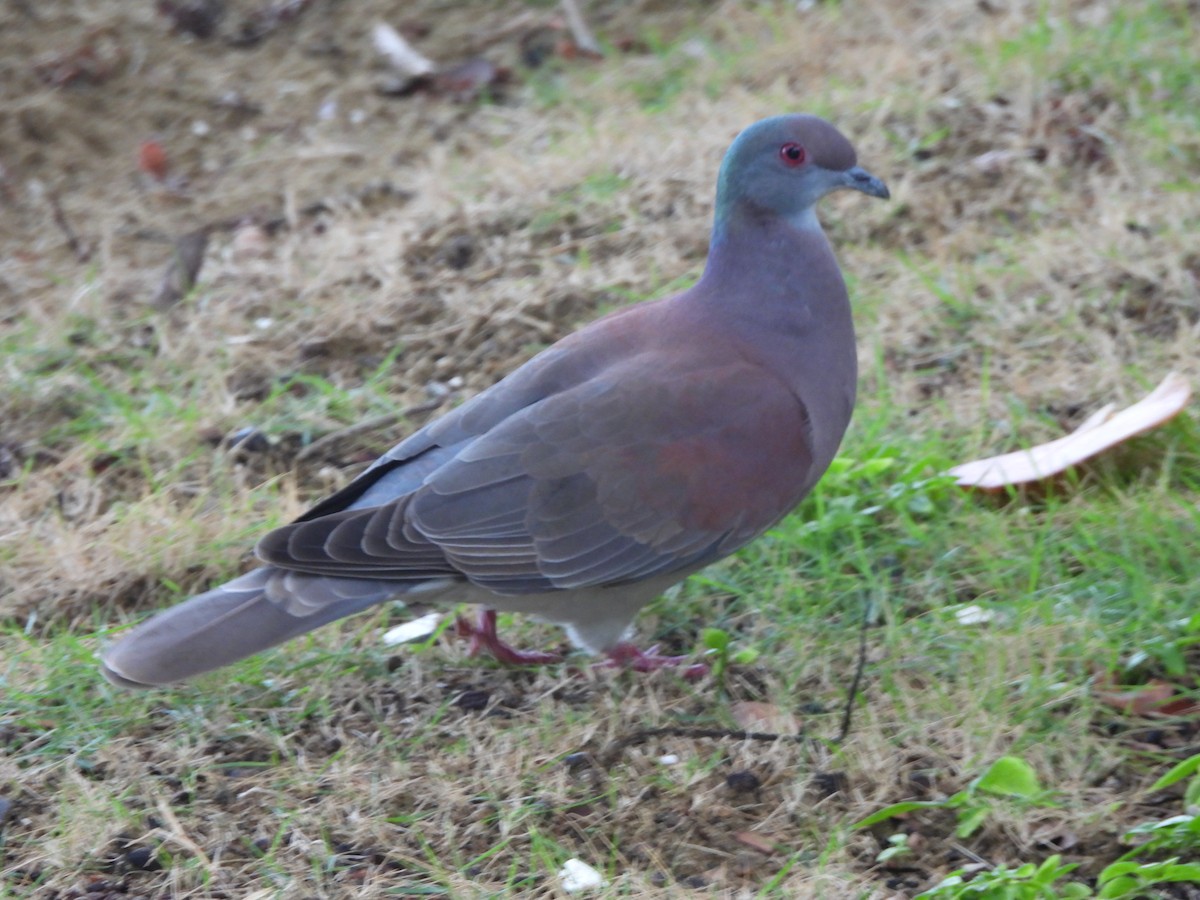 Pale-vented Pigeon - ML647821412