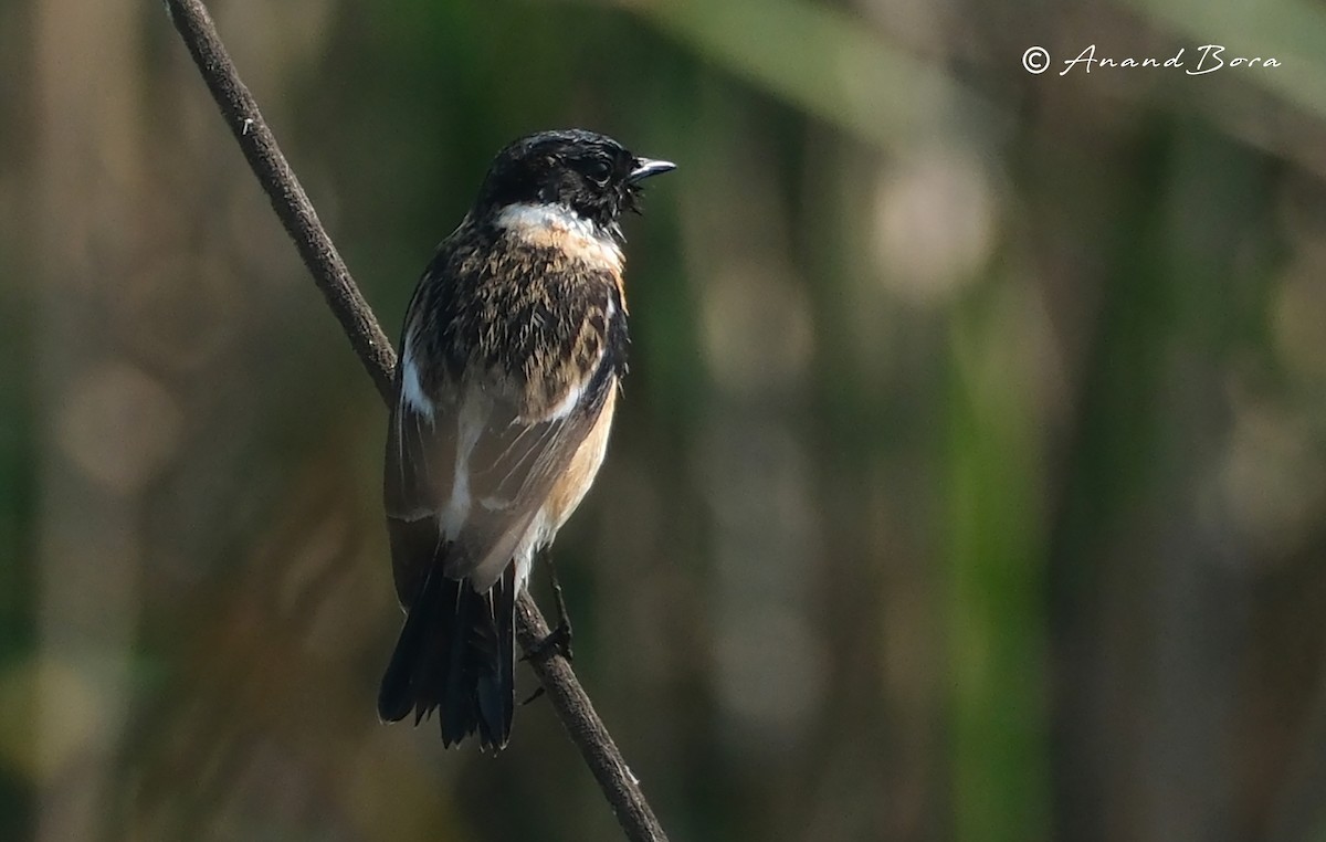 bramborníček sibiřský - ML647821417