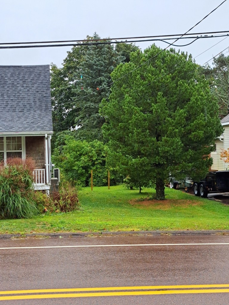 Northern Cardinal - ML647821421