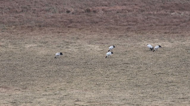 Grulla Cuellinegra - ML647821429