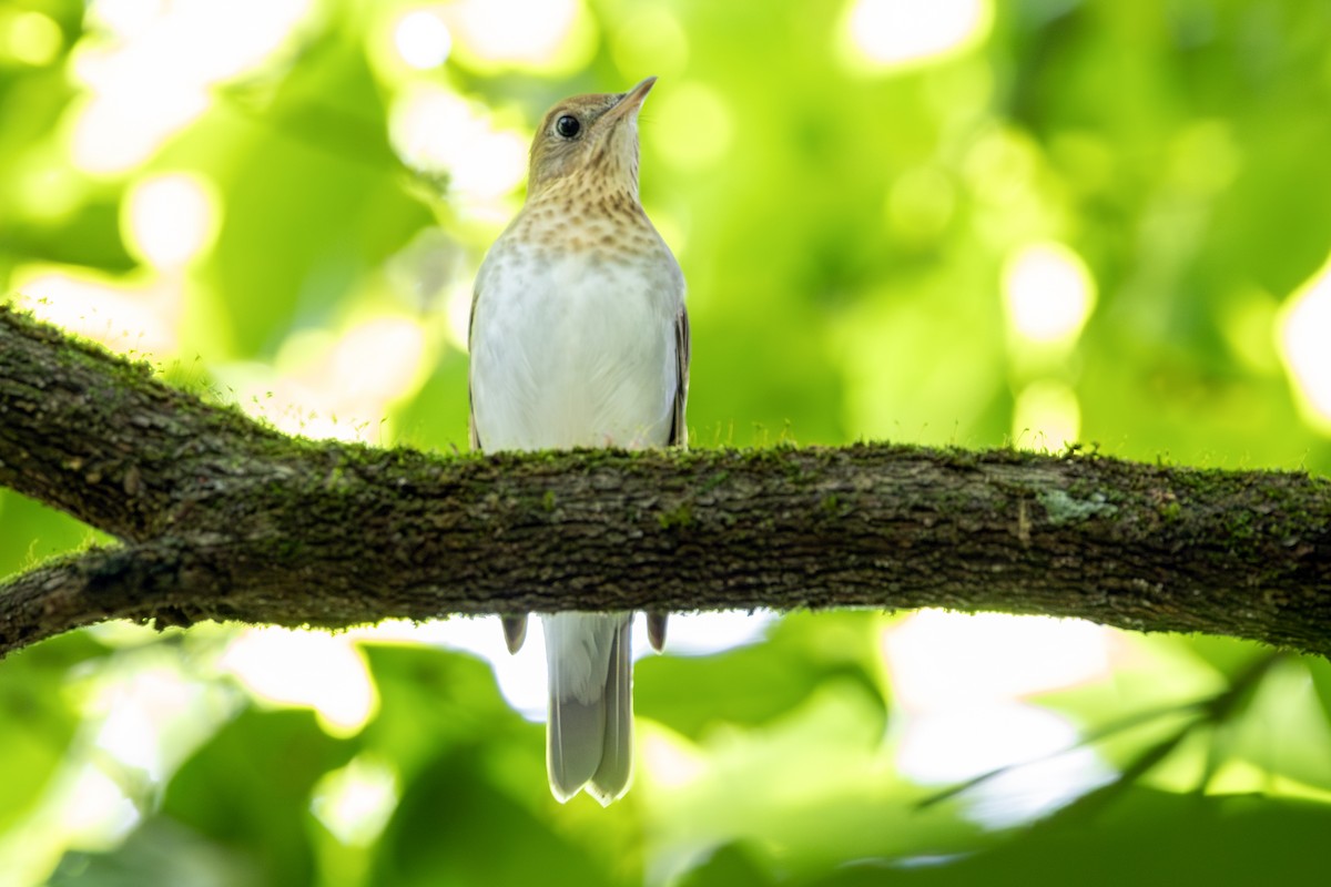 Zorzalito Rojizo - ML647821455