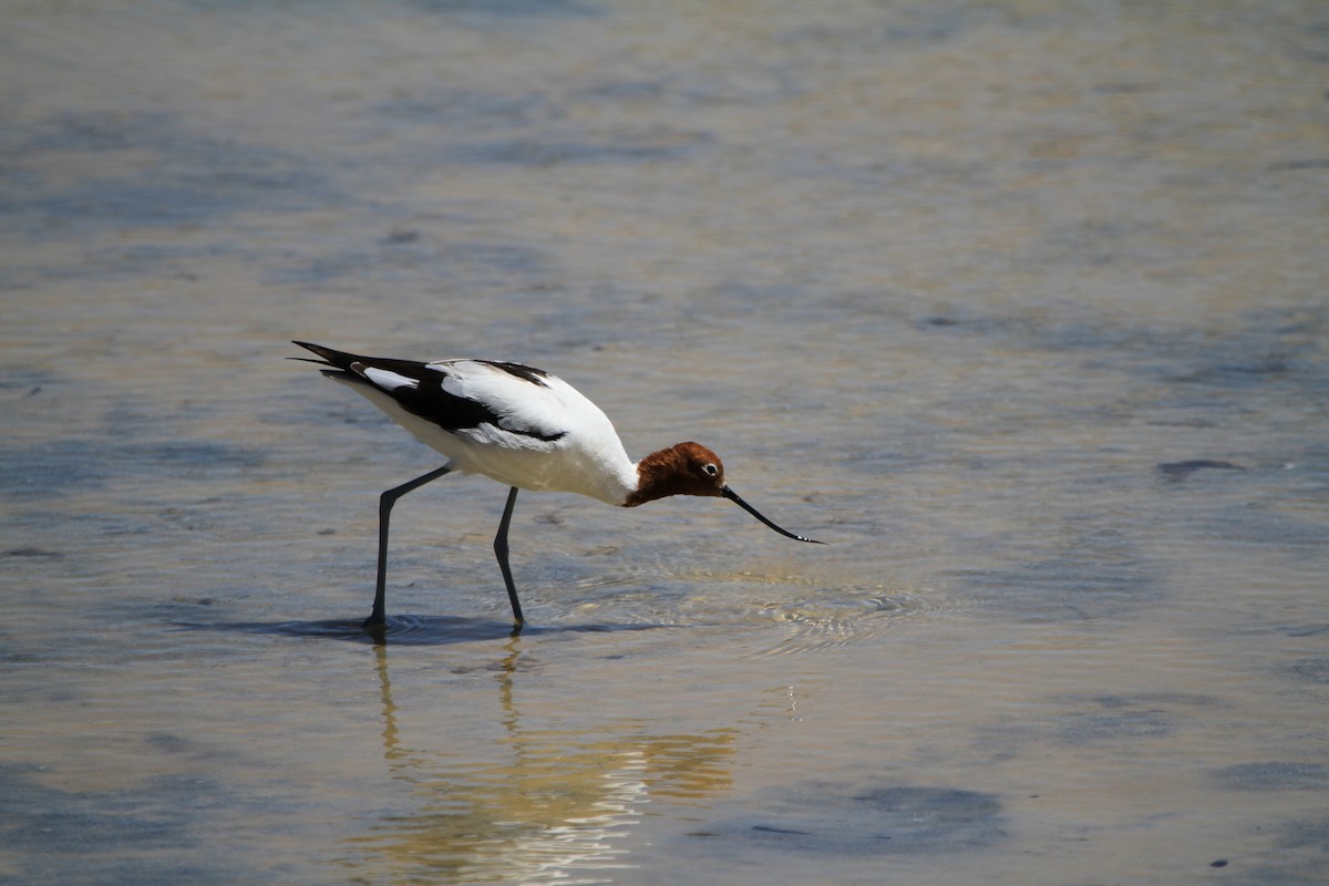 Avoceta Australiana - ML647821459
