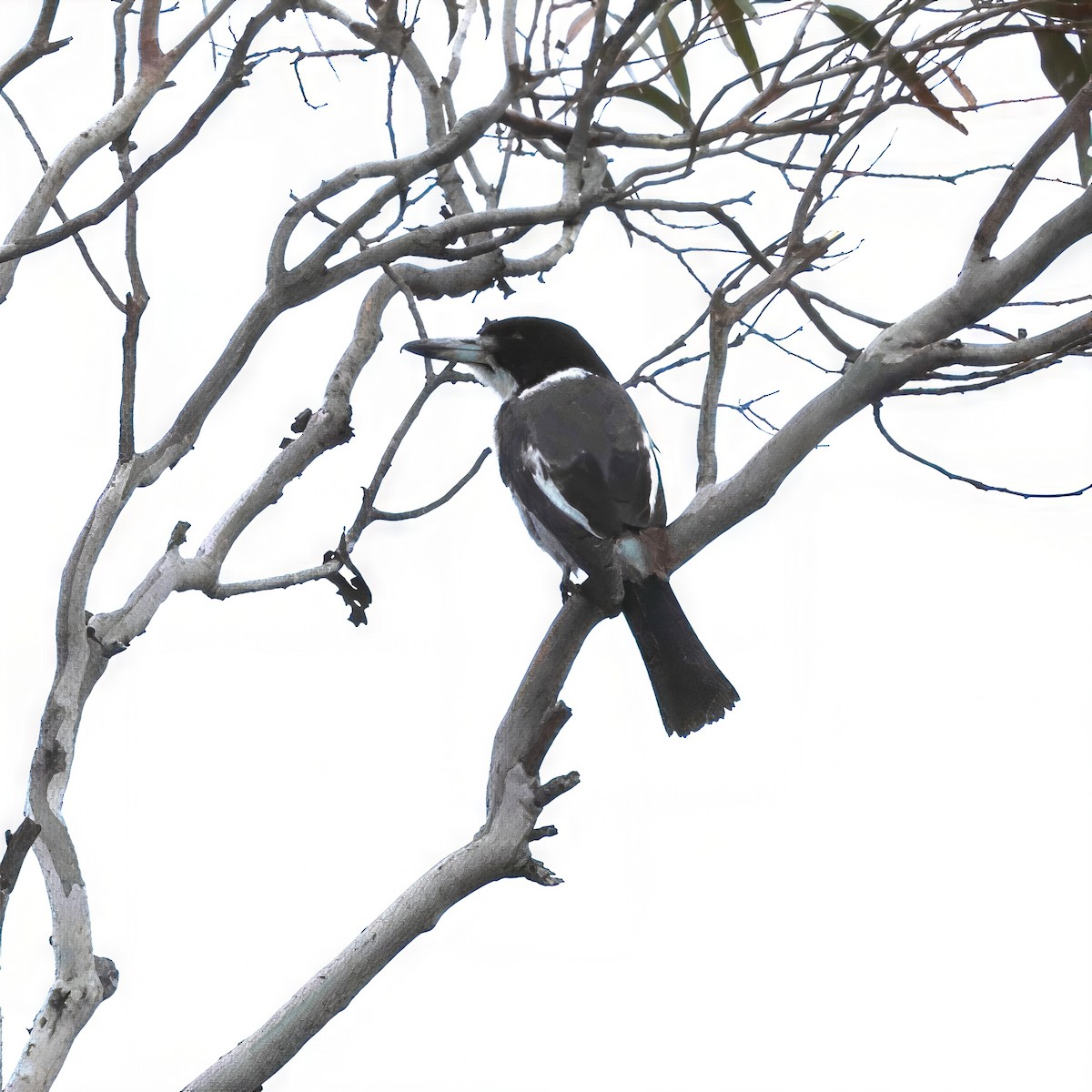 Verdugo Acollarado - ML647821460