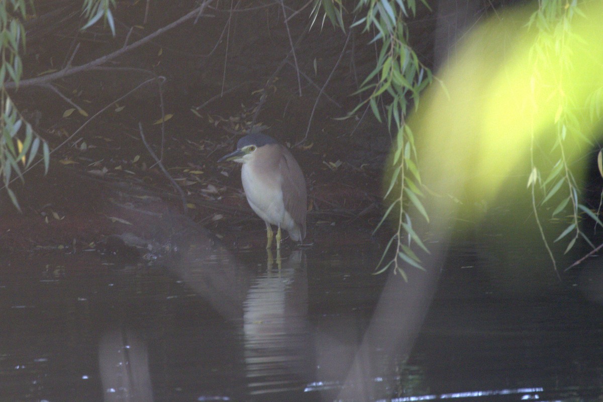 Martinete Canelo - ML647821461