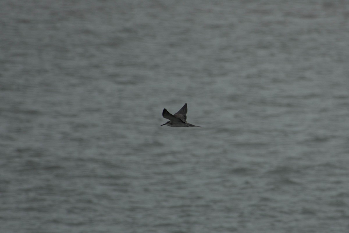 Charrán Embridado - ML647821462