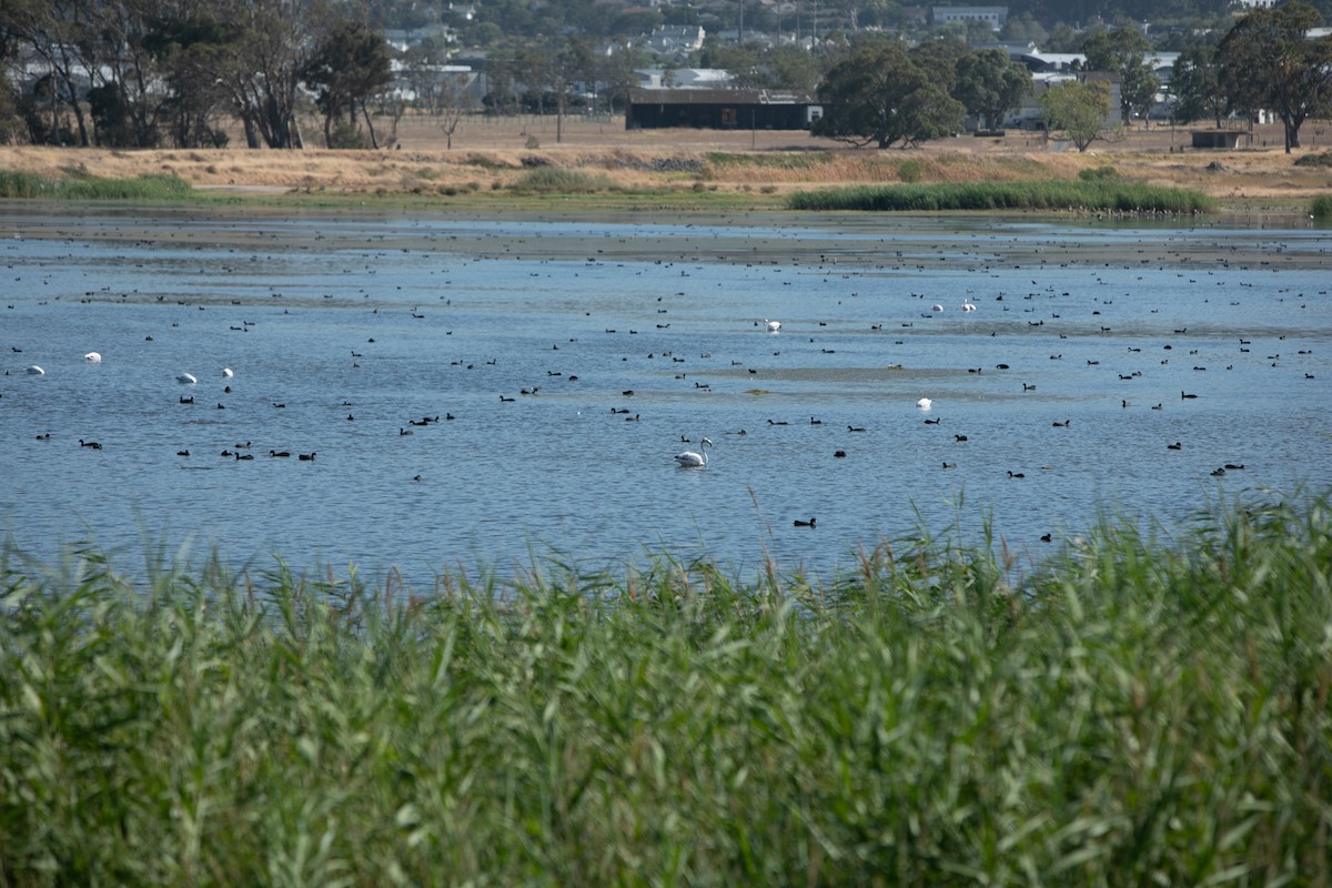 Flamenco Común - ML647821463