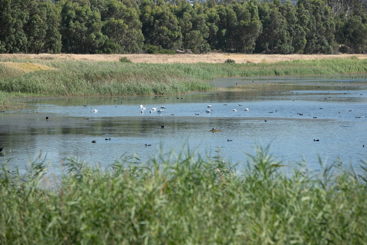 Flamenco Común - ML647821464