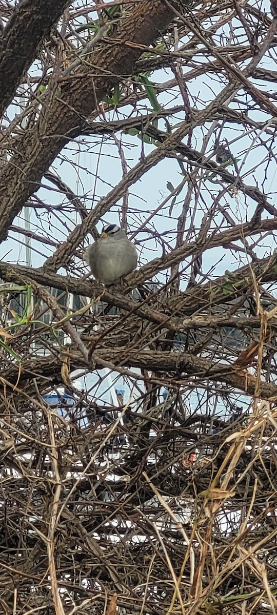 Chingolo Coroniblanco - ML647821465