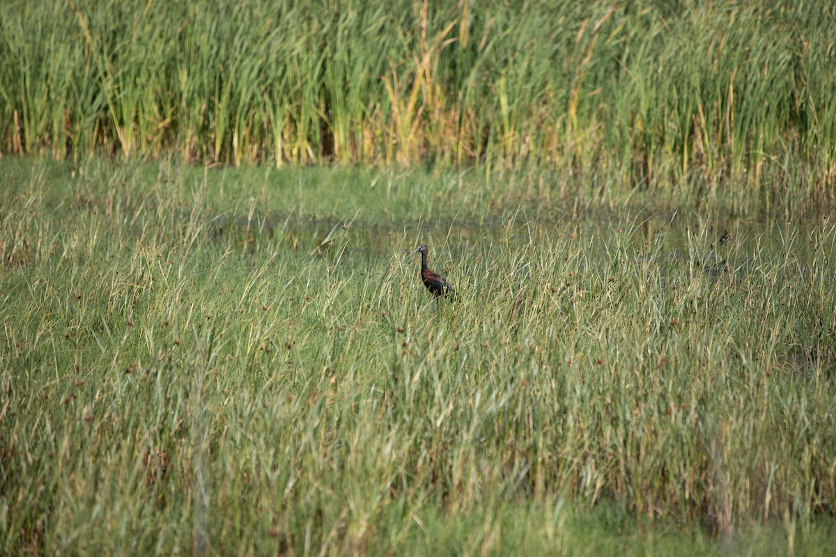 Morito Común - ML647821466