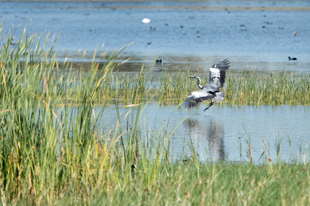 Garza Real - ML647821467