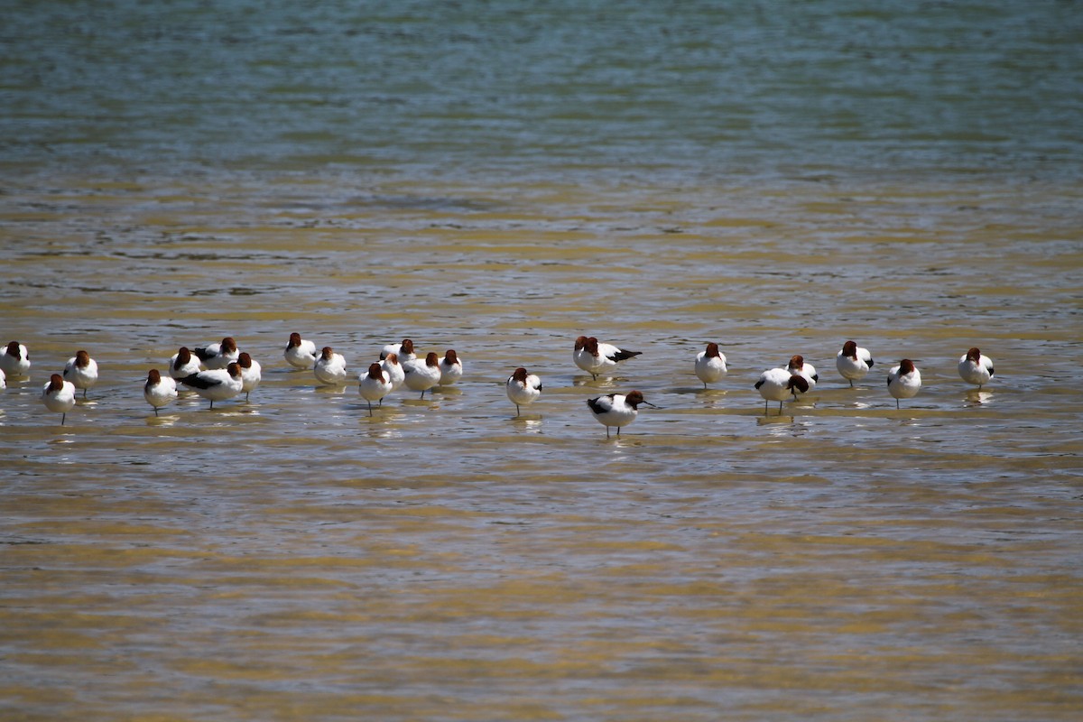 Avoceta Australiana - ML647821468
