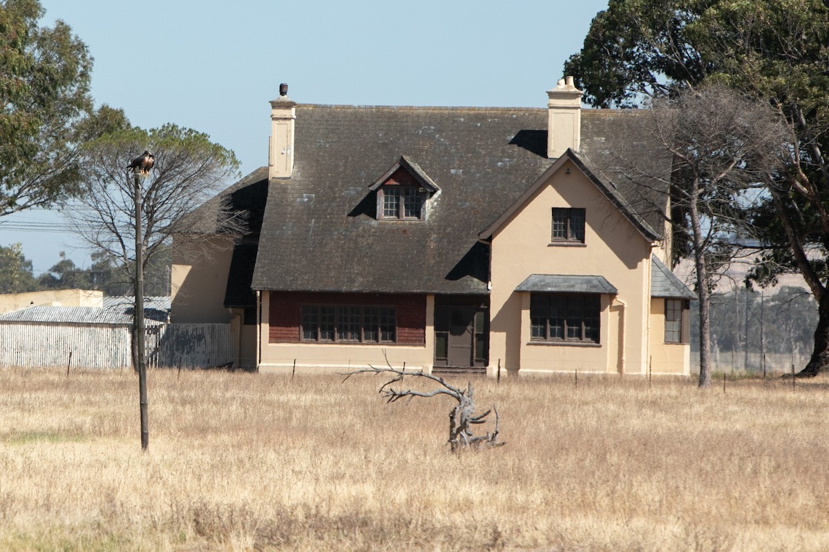 Busardo Augur Meridional - ML647821469