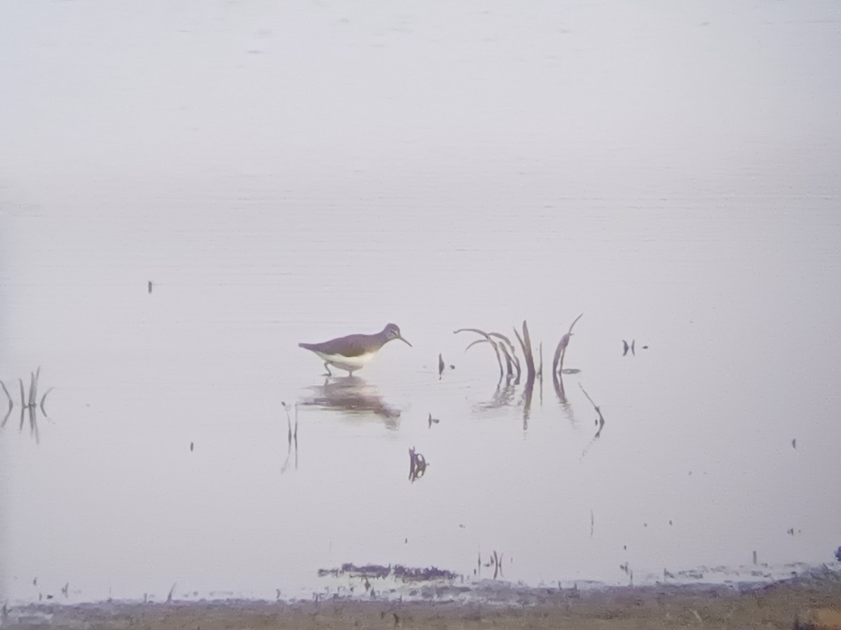 Andarríos Grande - ML647821470