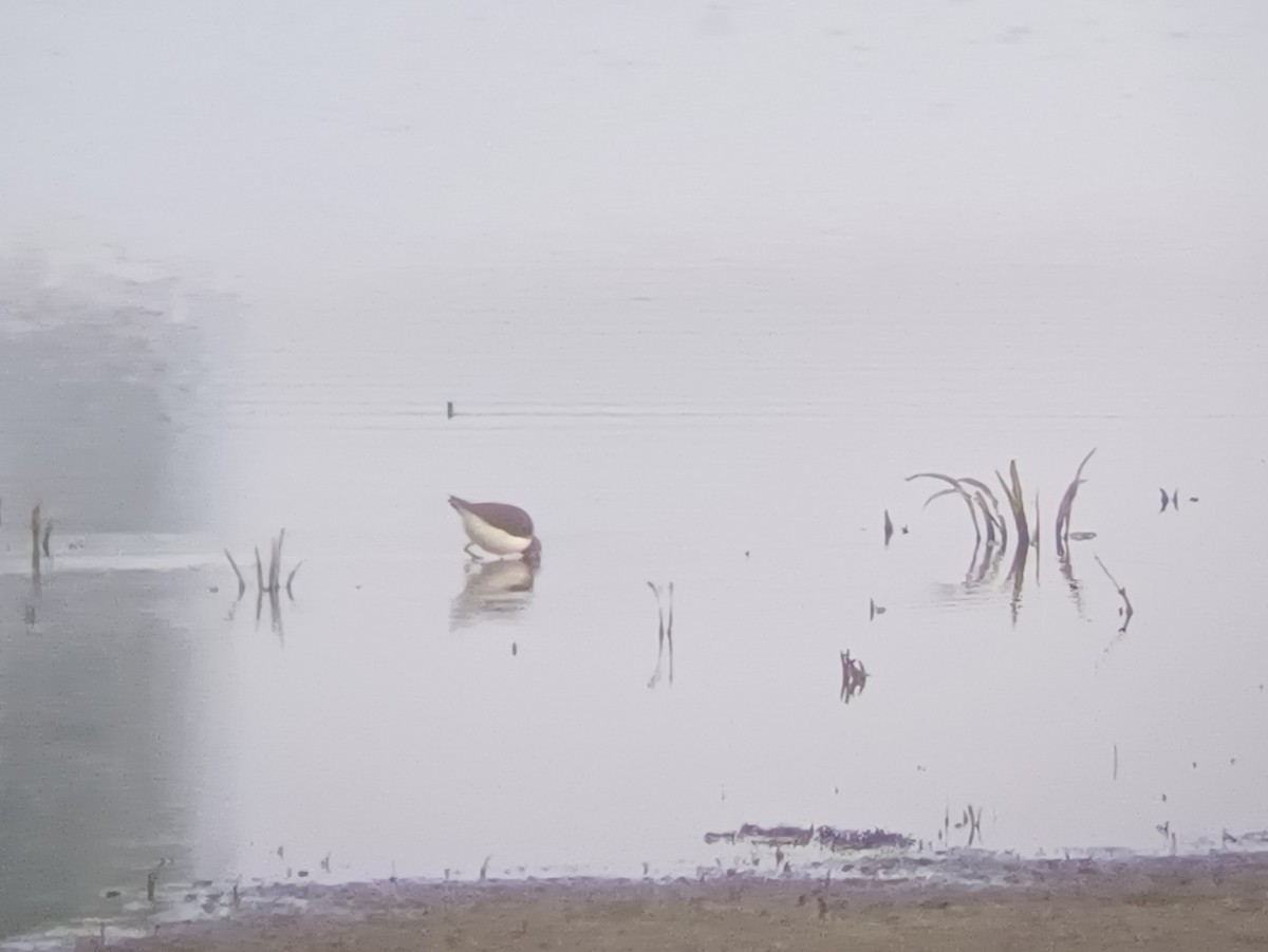 Andarríos Grande - ML647821472