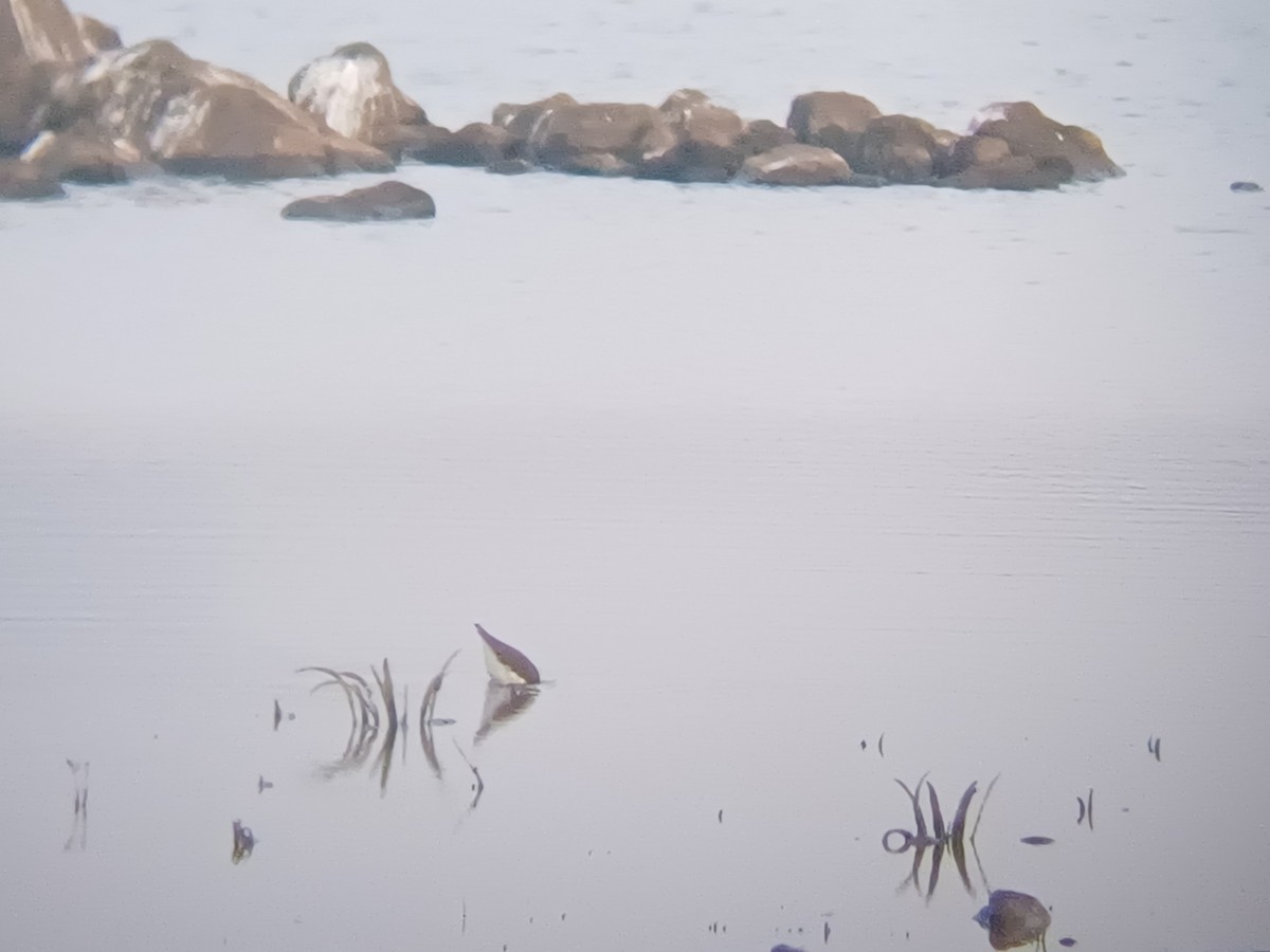 Andarríos Grande - ML647821473