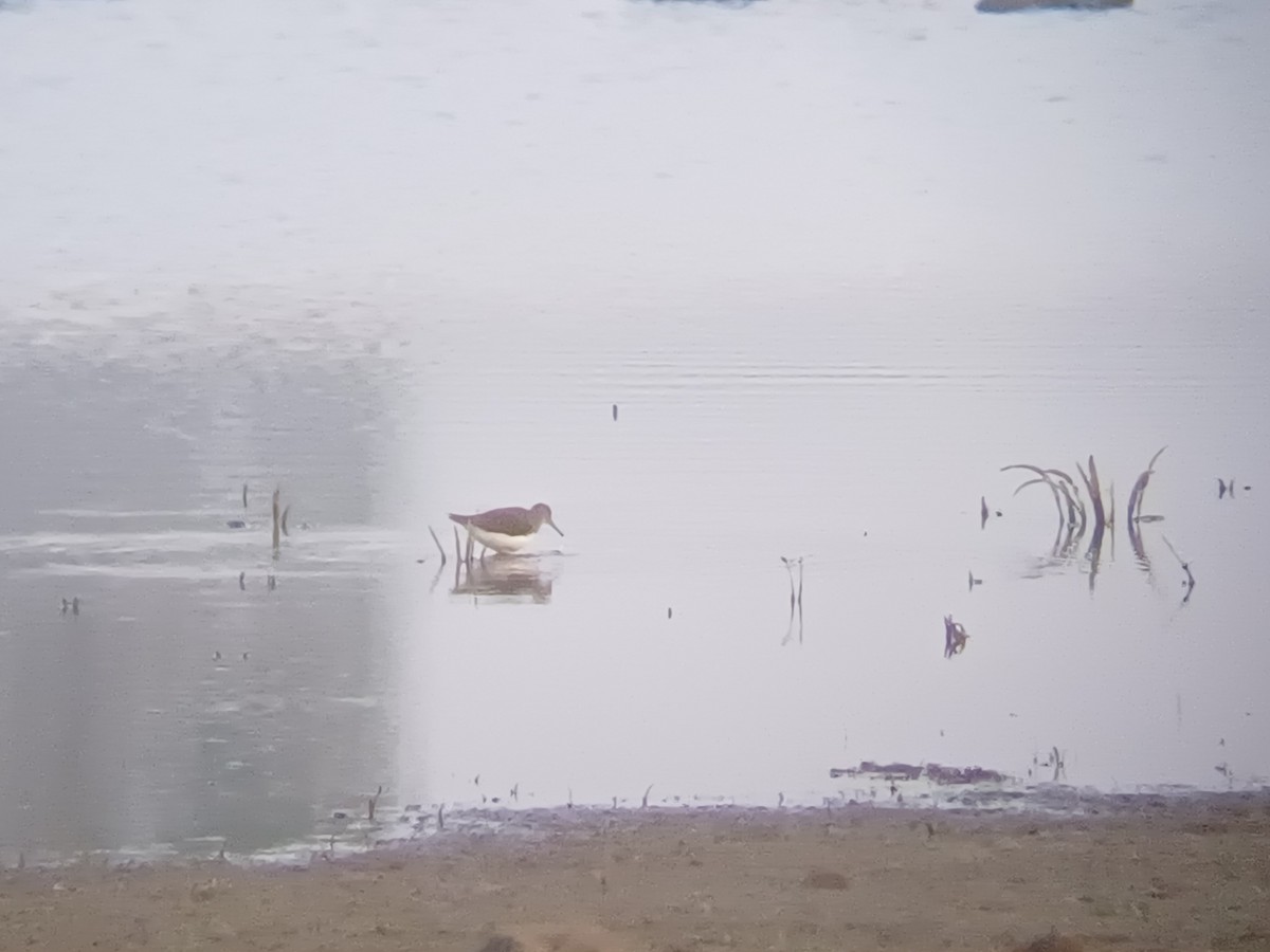 Andarríos Grande - ML647821474