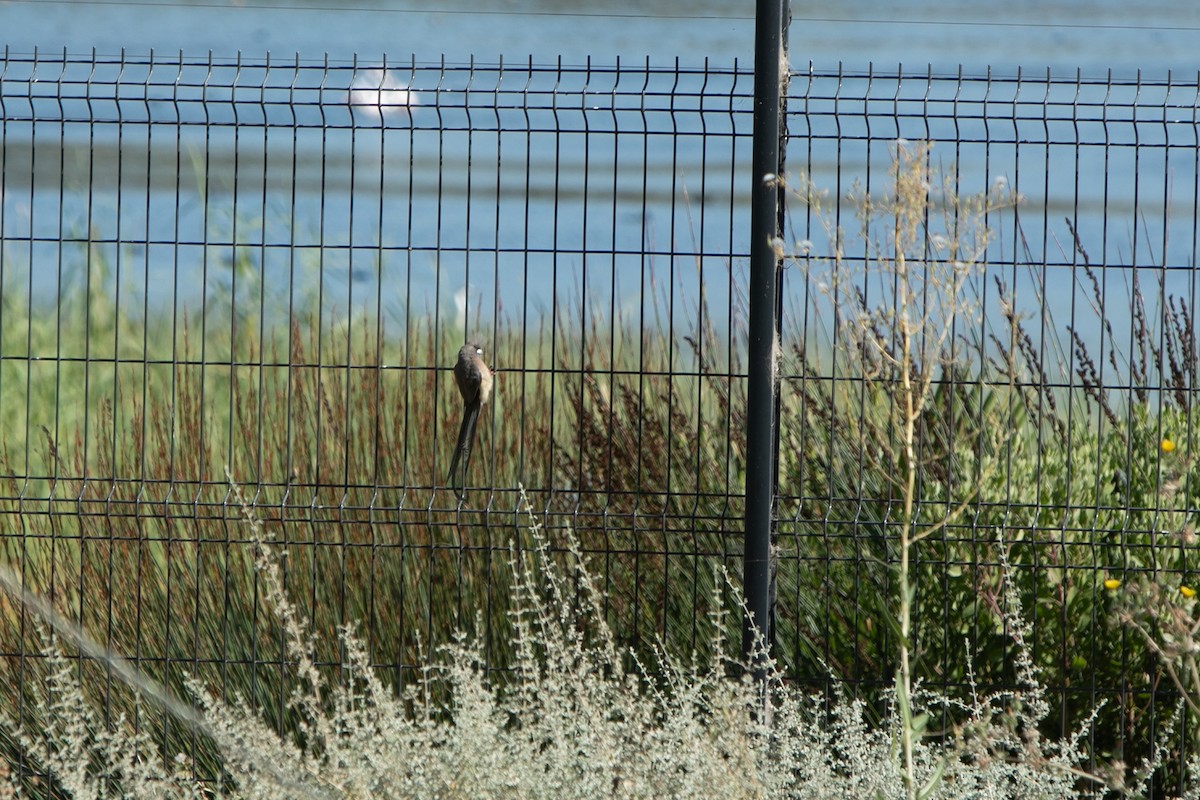 Pájaro Ratón Dorsiblanco - ML647821475
