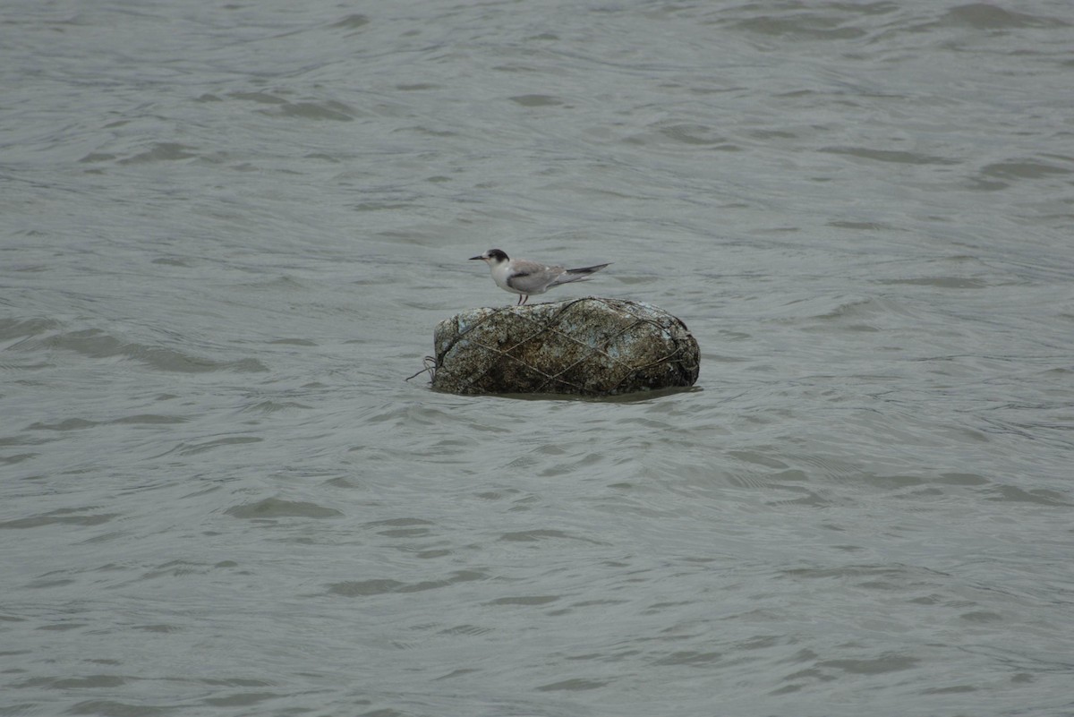 Charrán Común - ML647821477