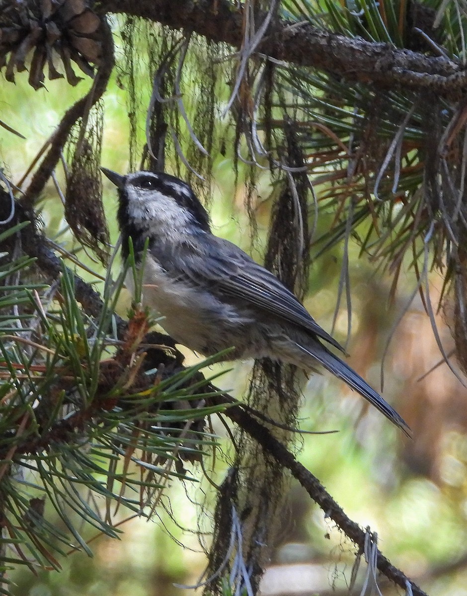 Carbonero Montañés - ML647821478