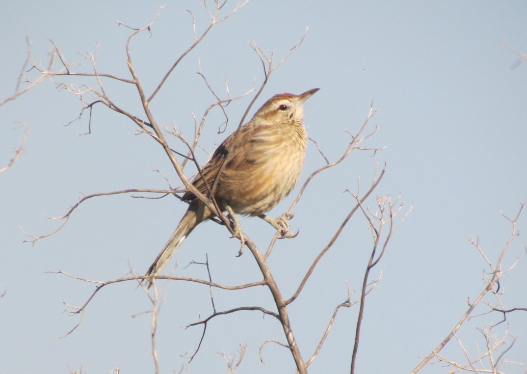 Leñatero - ML647821479