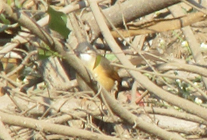 Prinia Cenicienta - ML647821480